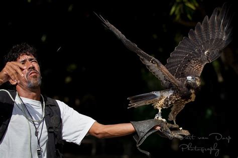 O Encantador de Aves! Um Conto Colombiano que Celebra a Natureza e o Valor da Simplicidade